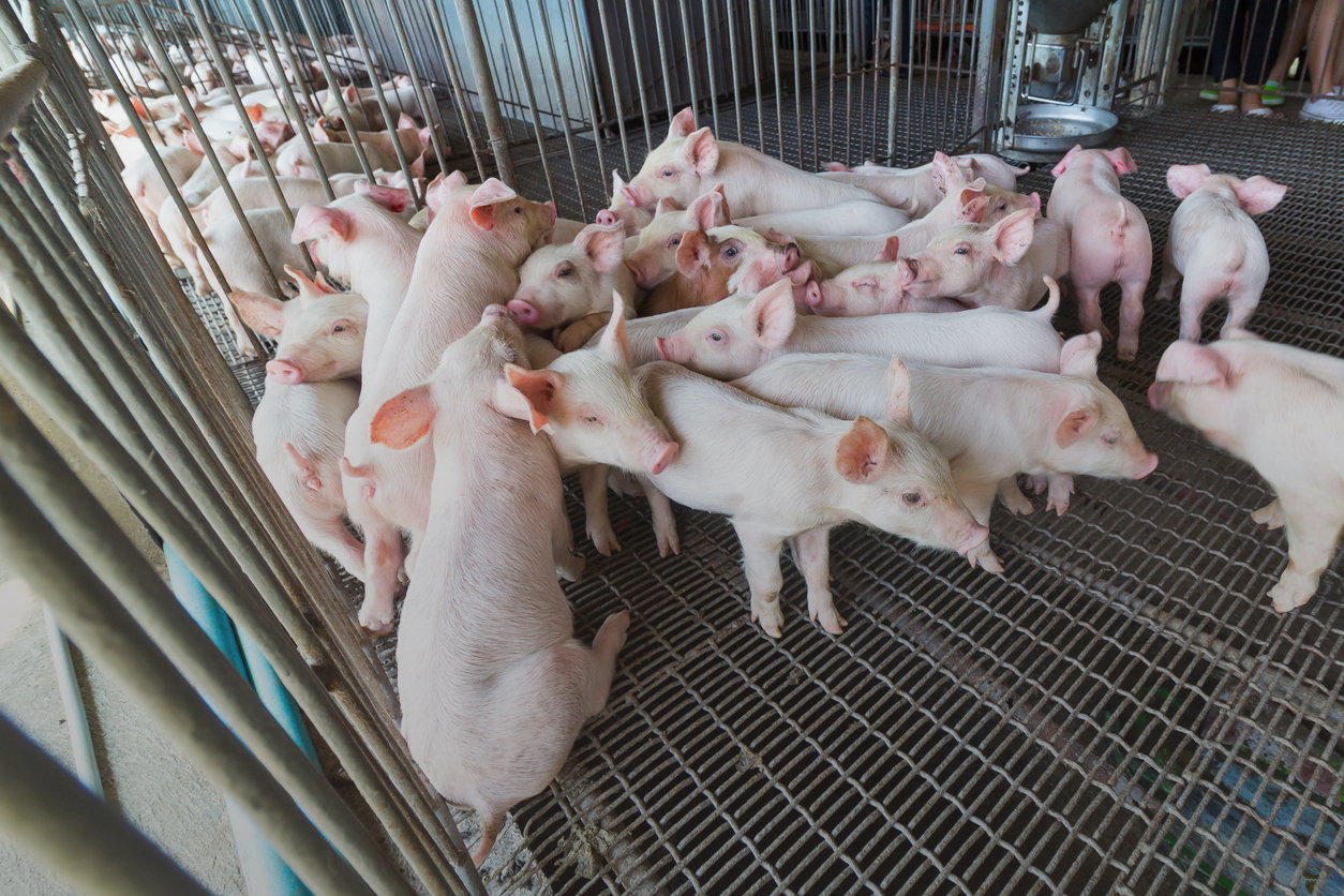 piglets antibiotics