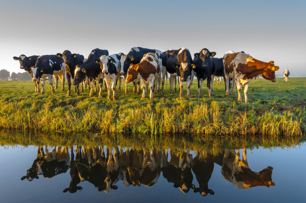 cattle waters of the U.S.