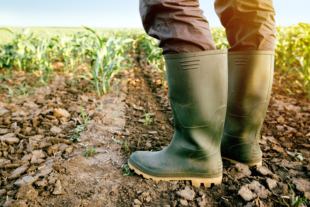 Farmer in rubber boots standing in the field of corn.