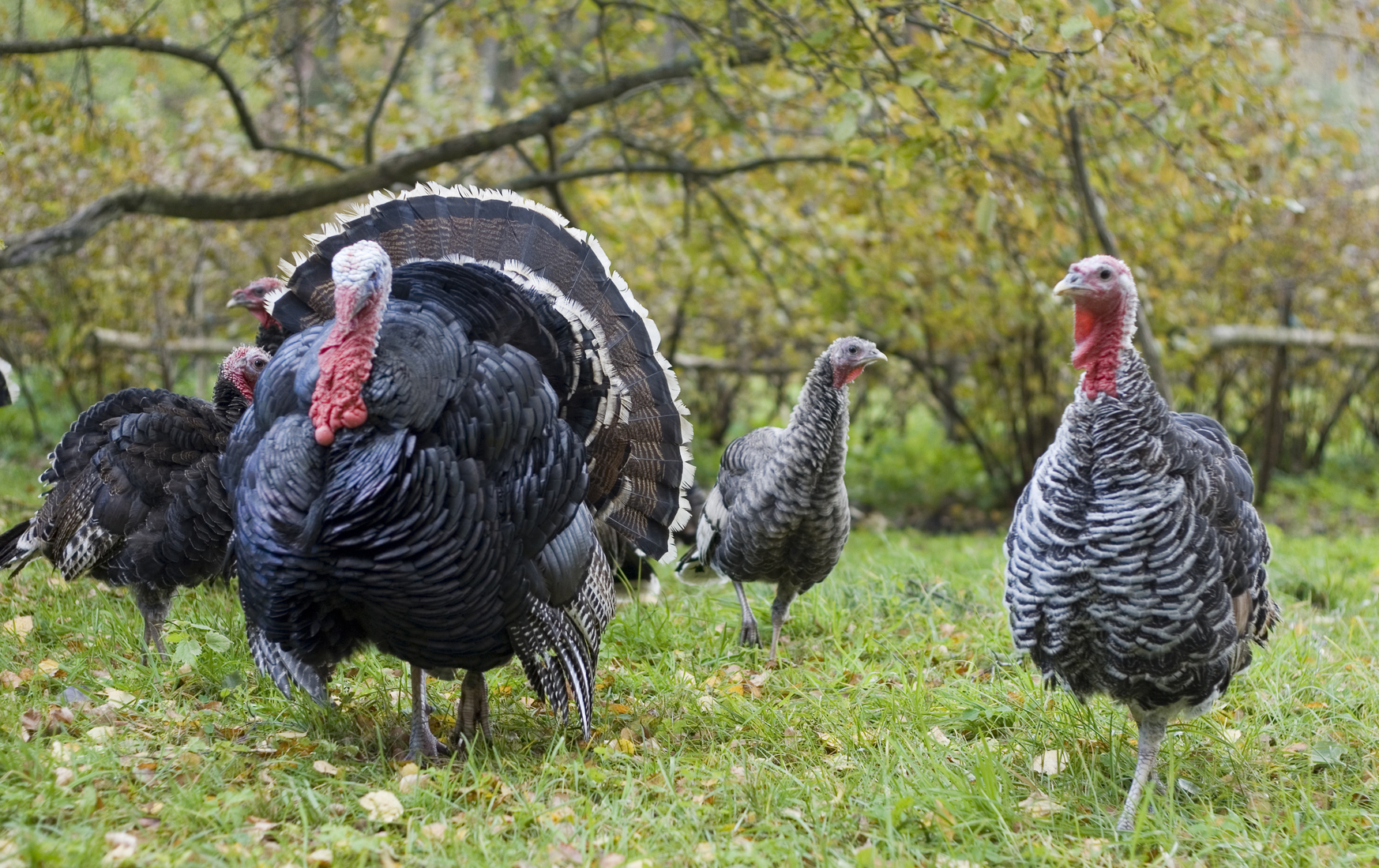 What you need to know about label claims, transparency, and animal welfare before buying your Thanksgiving Day turkey.