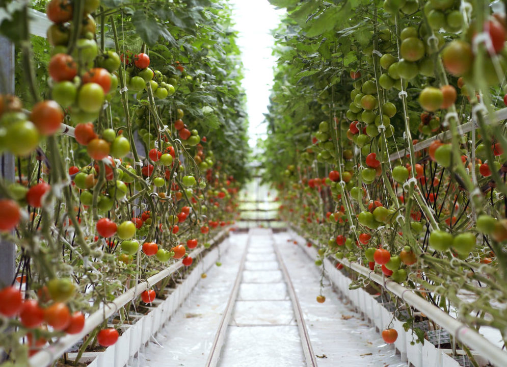 hydroponic tomatoes