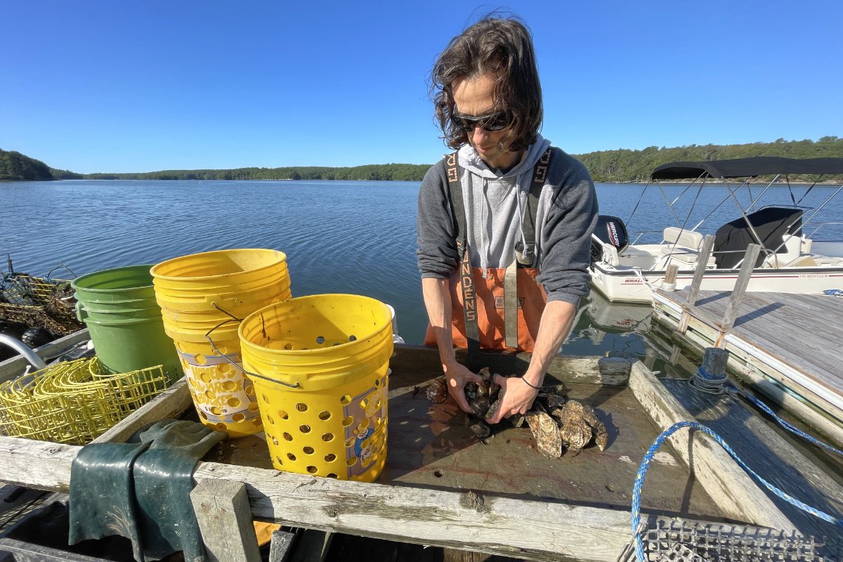 A fisherman sorts oysters on a table with yellow buckets next to him