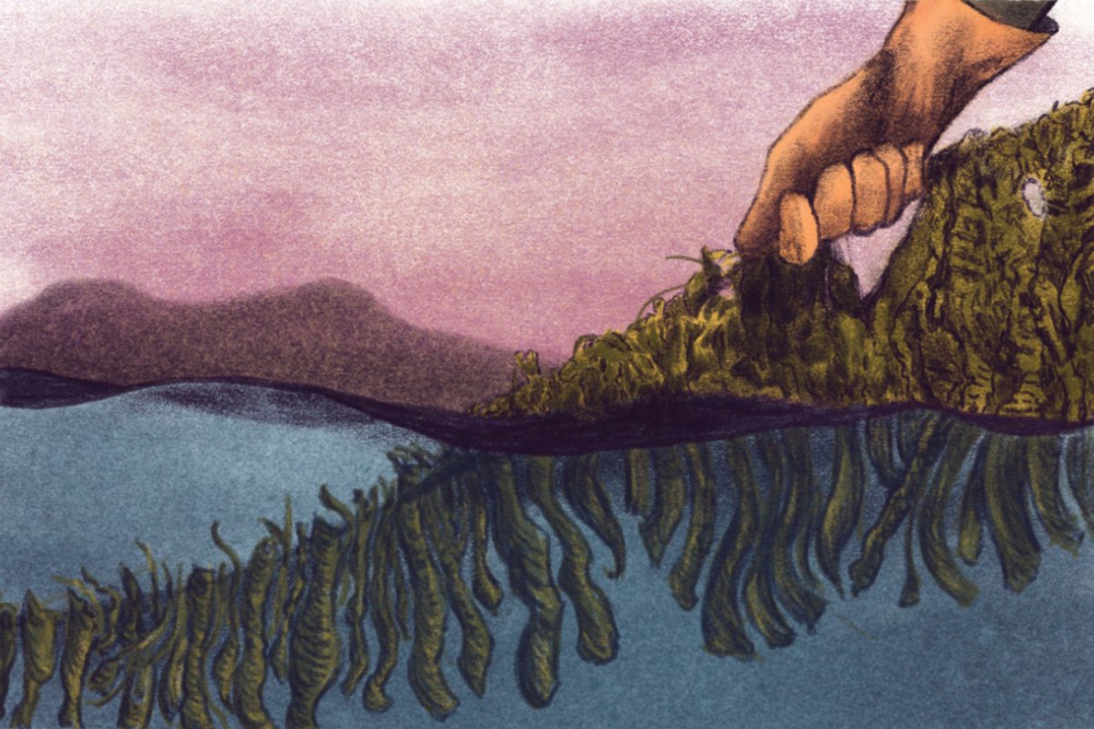 an illustration by nhatt nichols showing a hand pulling a kelp line out of the sea