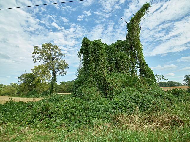 kudzu