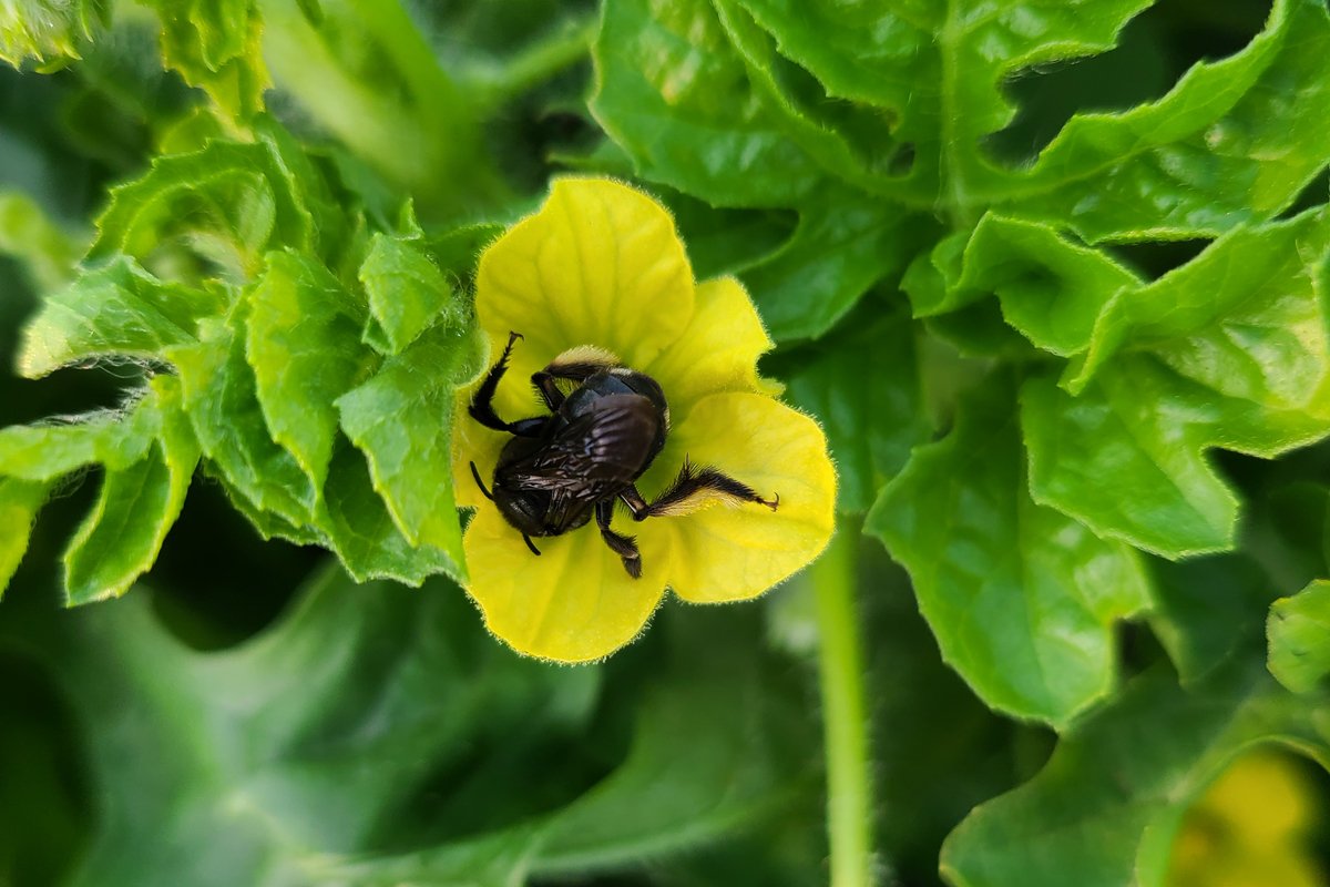 A two-spotted long horn bee visits a watermelon flower (Photo credit: Ashley Leach)