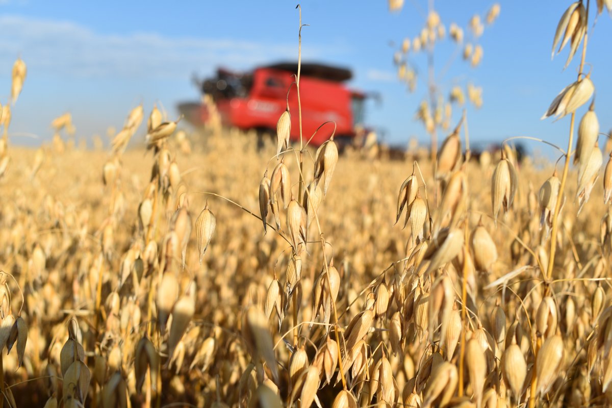 Oat crops, with a combine in the background. (Photo credit: Amy Mayer)