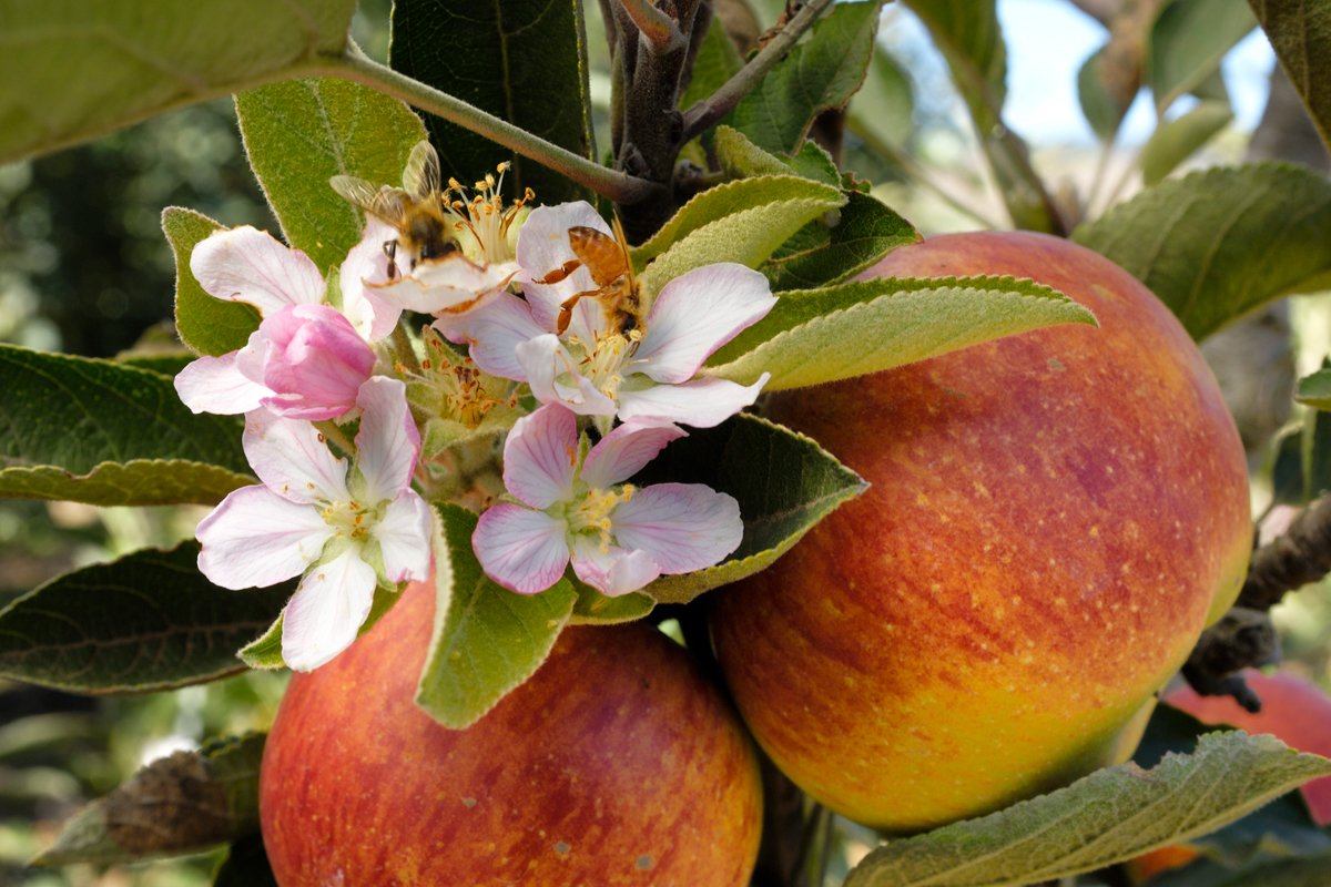 Two bees pictured on an apple tree on a farm in Watsonville, California.