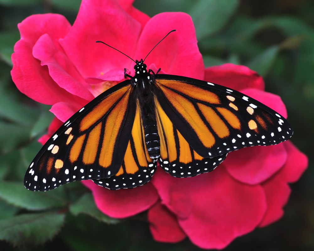 Monarch Butterfly