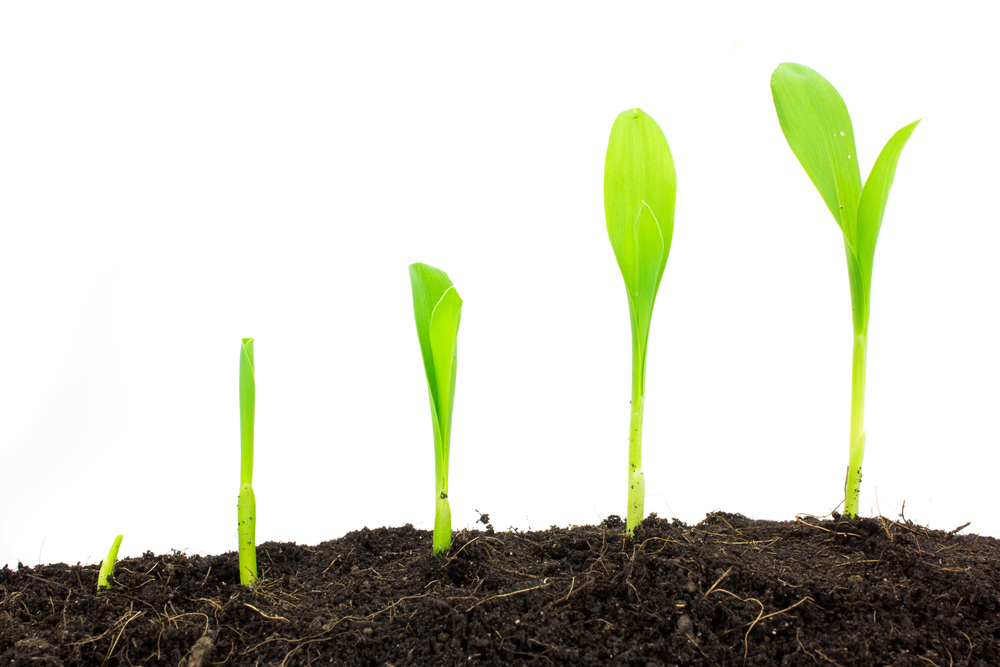 Corn Seeds Sprouting