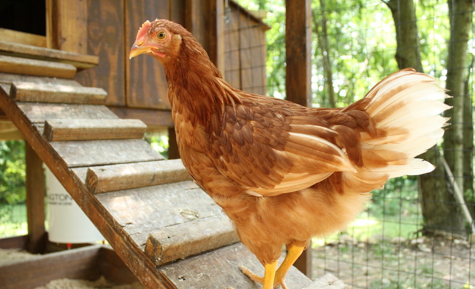 backyard poultry