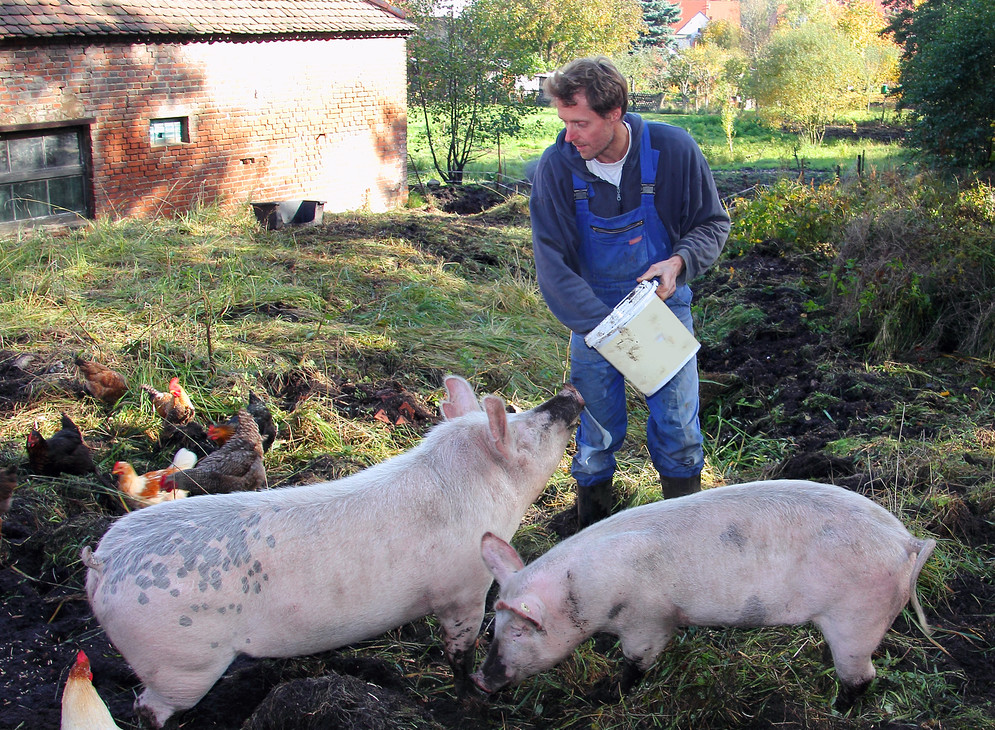 farmer hogs