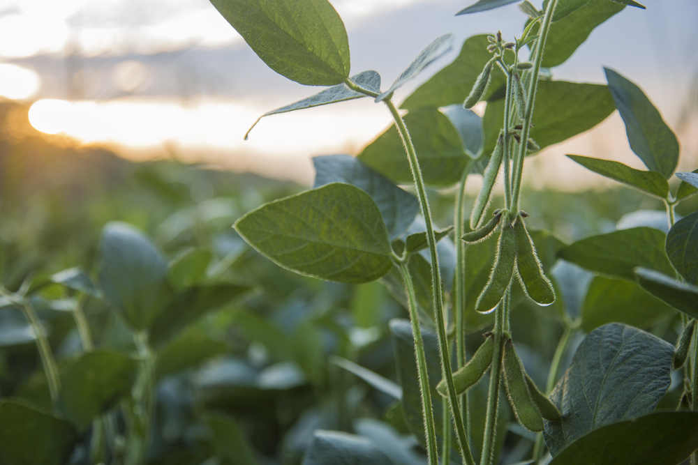 soybeans Enlist Duo