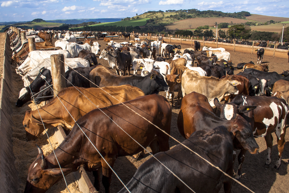 Cows on Feedlot