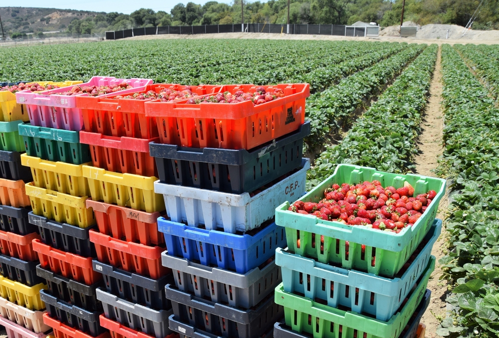 Strawberries in Boxes in Field