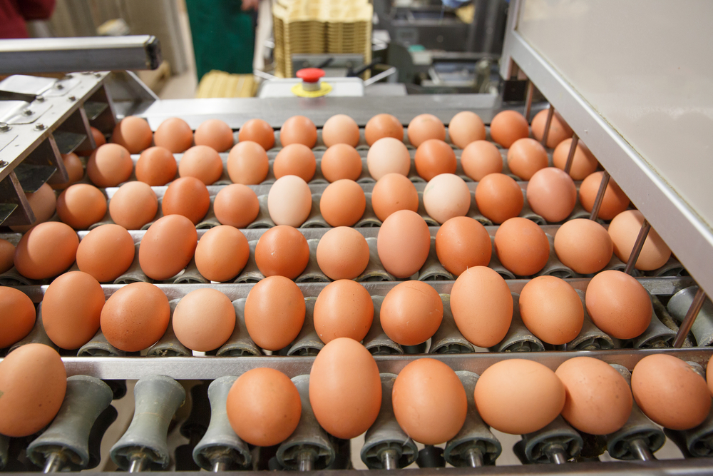 Eggs on Conveyor for Sorting