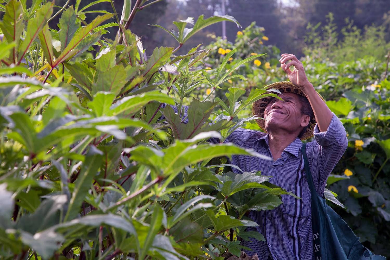 Burmese Refugee Farmer in North Carolina