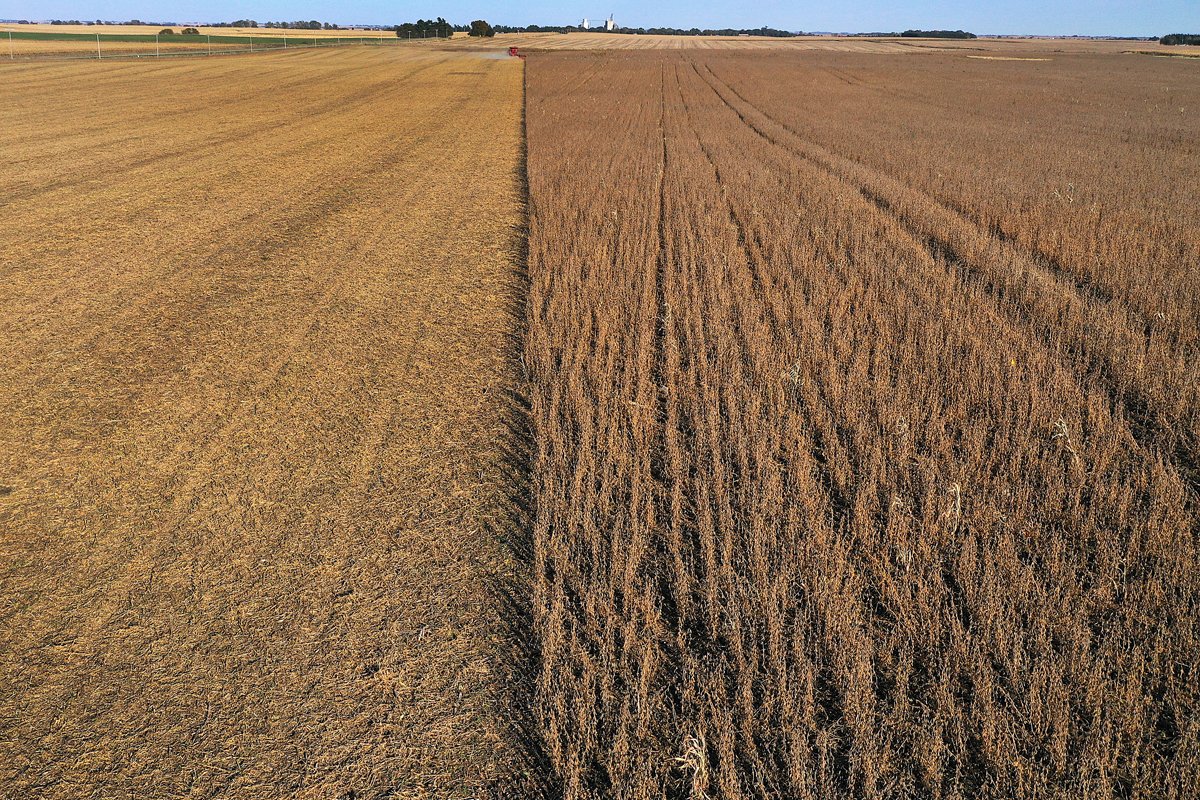 A soybean farm being harvested in Rippey, Iowa. (Photo credit: Joe Raedle/Getty Images)