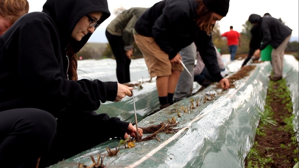 UCSC_CASFS_Strawberry_Planting_by_Interns