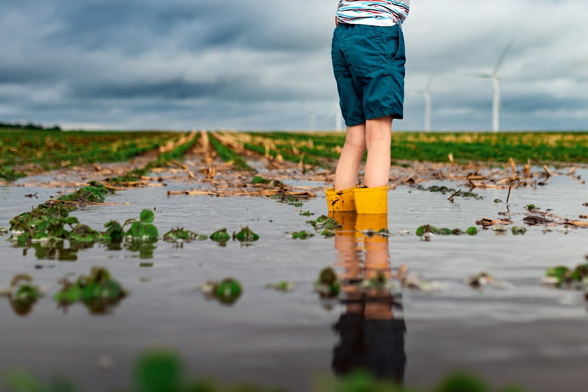 Flooded soybean field