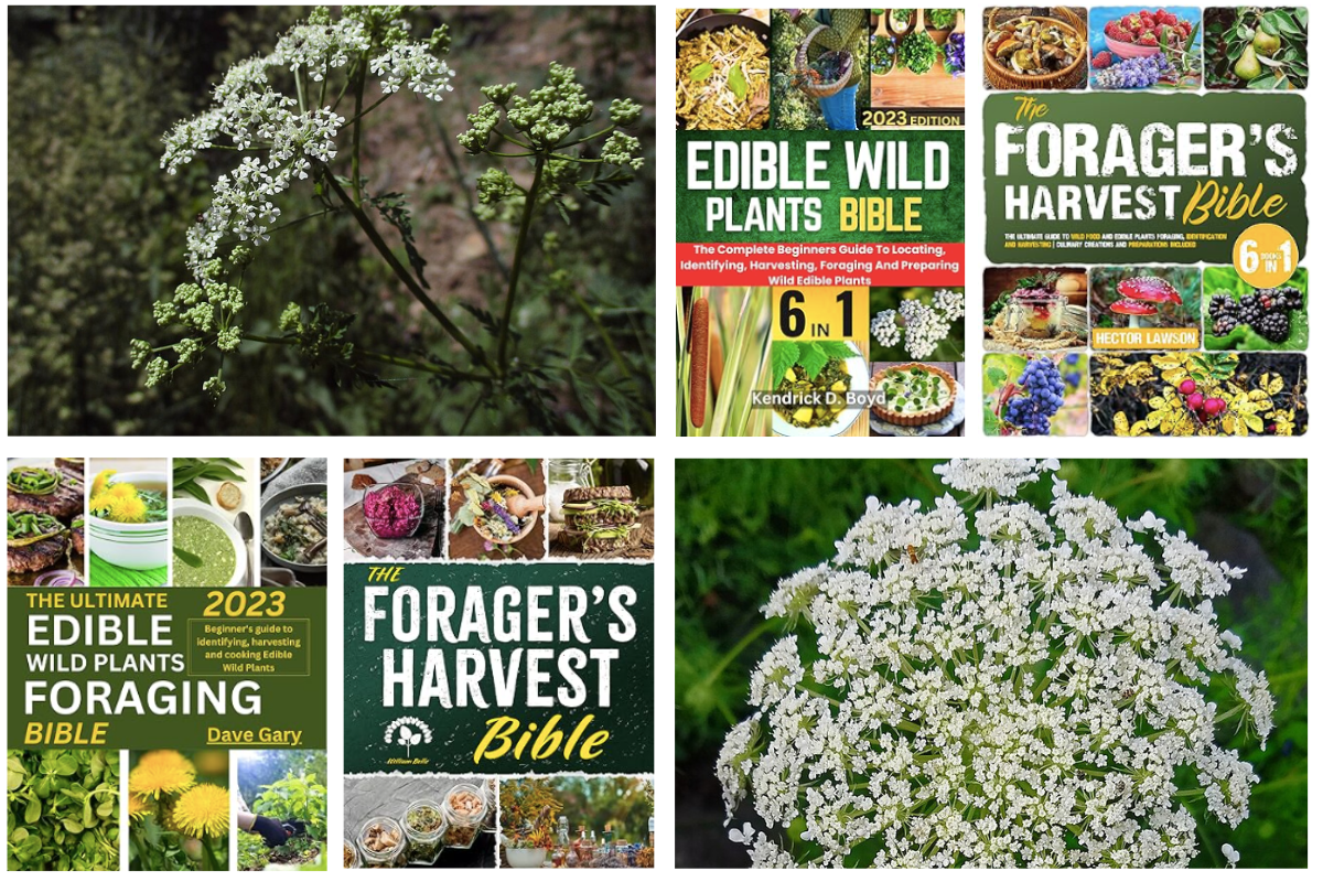 Foraging book covers